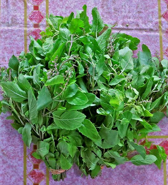 Grapow - Holy Basil: An aromatic variety of Thai Basil